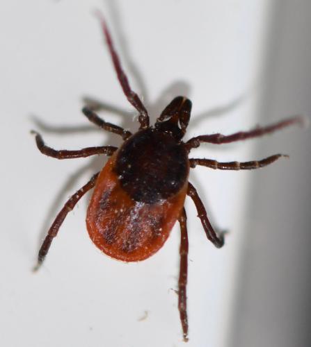 Ixodes ricinus